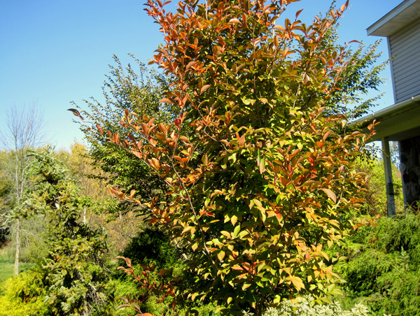 Stewartia pseudocamelia 3